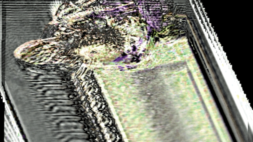 bees 3